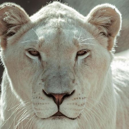 Lions View Accommodation Mbombela Zewnętrze zdjęcie