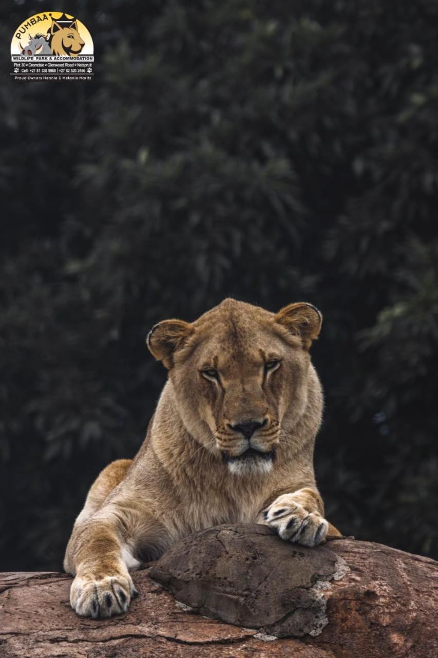 Lions View Accommodation Mbombela Zewnętrze zdjęcie