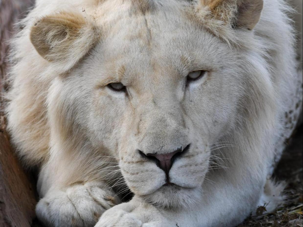 Lions View Accommodation Mbombela Zewnętrze zdjęcie