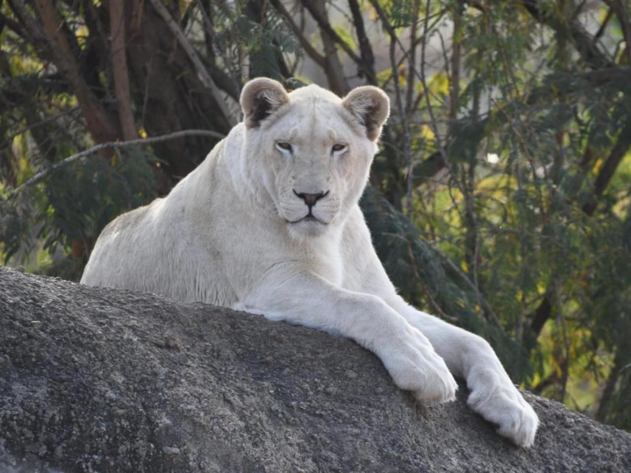 Lions View Accommodation Mbombela Zewnętrze zdjęcie