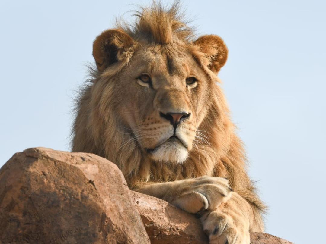 Lions View Accommodation Mbombela Zewnętrze zdjęcie