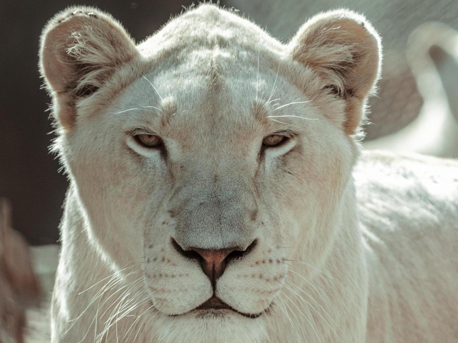 Lions View Accommodation Mbombela Zewnętrze zdjęcie