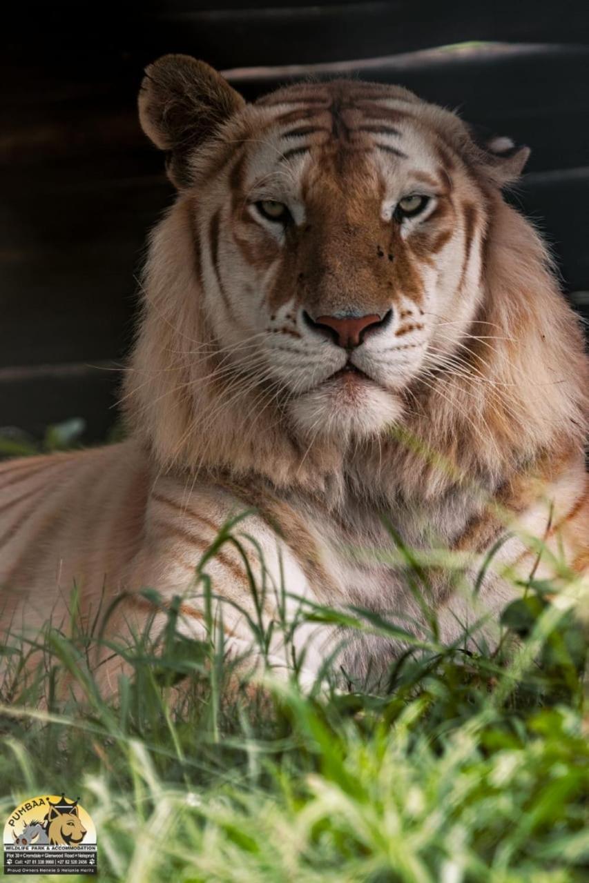 Lions View Accommodation Mbombela Zewnętrze zdjęcie
