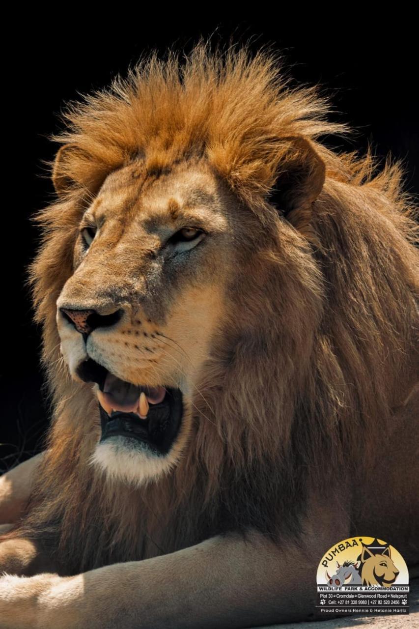 Lions View Accommodation Mbombela Zewnętrze zdjęcie