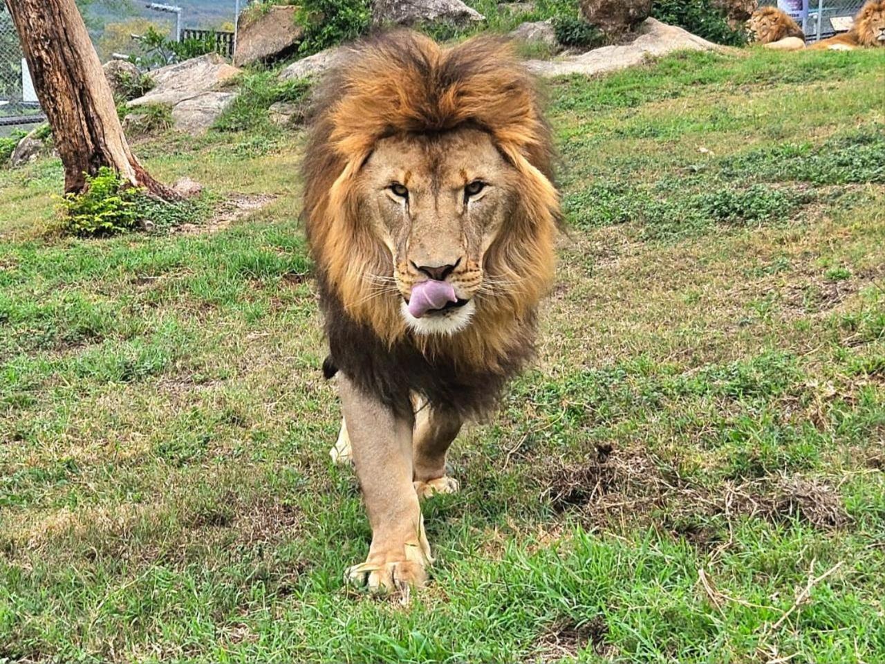 Lions View Accommodation Mbombela Zewnętrze zdjęcie