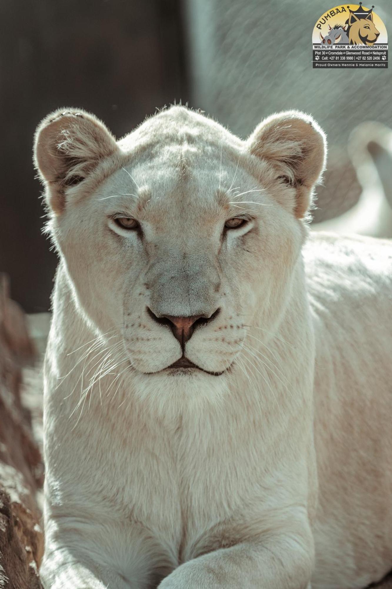 Lions View Accommodation Mbombela Zewnętrze zdjęcie