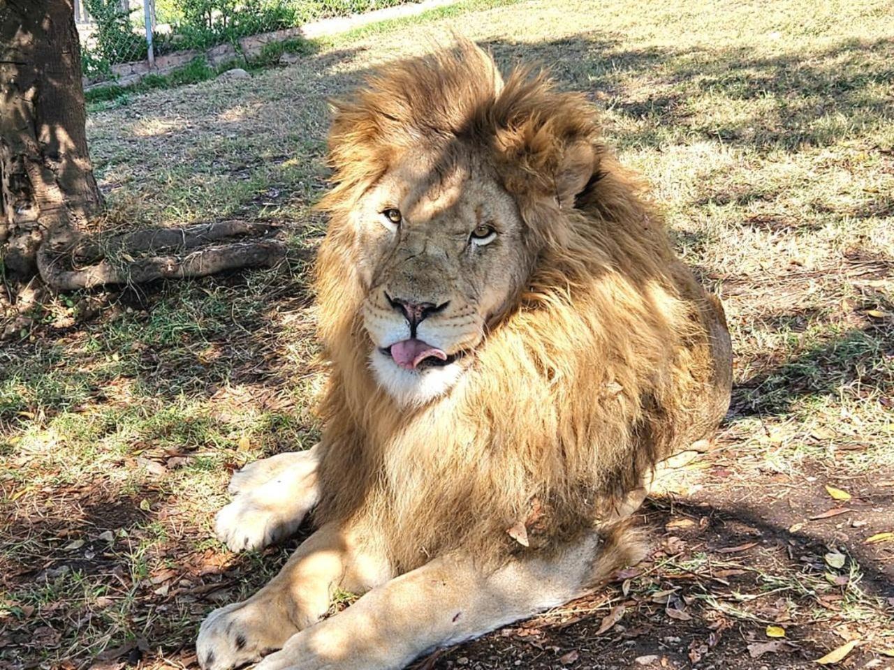 Lions View Accommodation Mbombela Zewnętrze zdjęcie